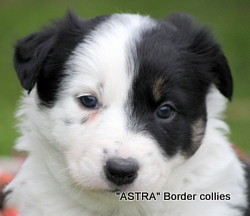 Black and white Female border collie puppy